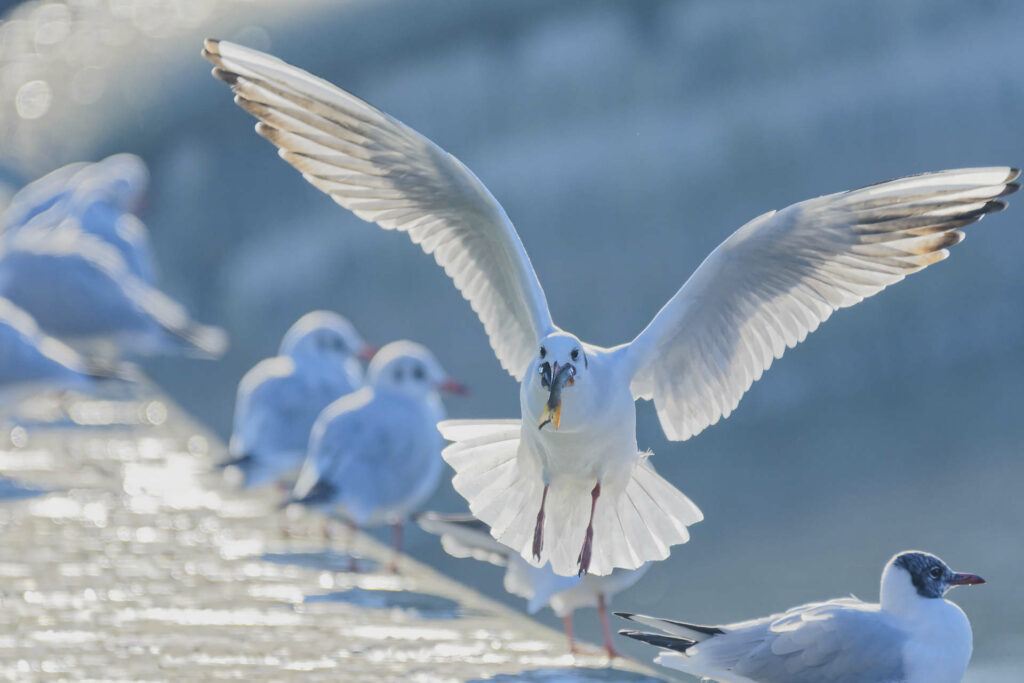 Mouettes