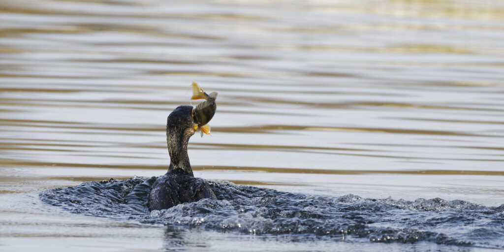 Cormoran, bonne pêche