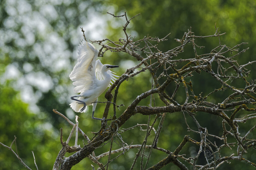 Aigrette garzette, ailes déployées