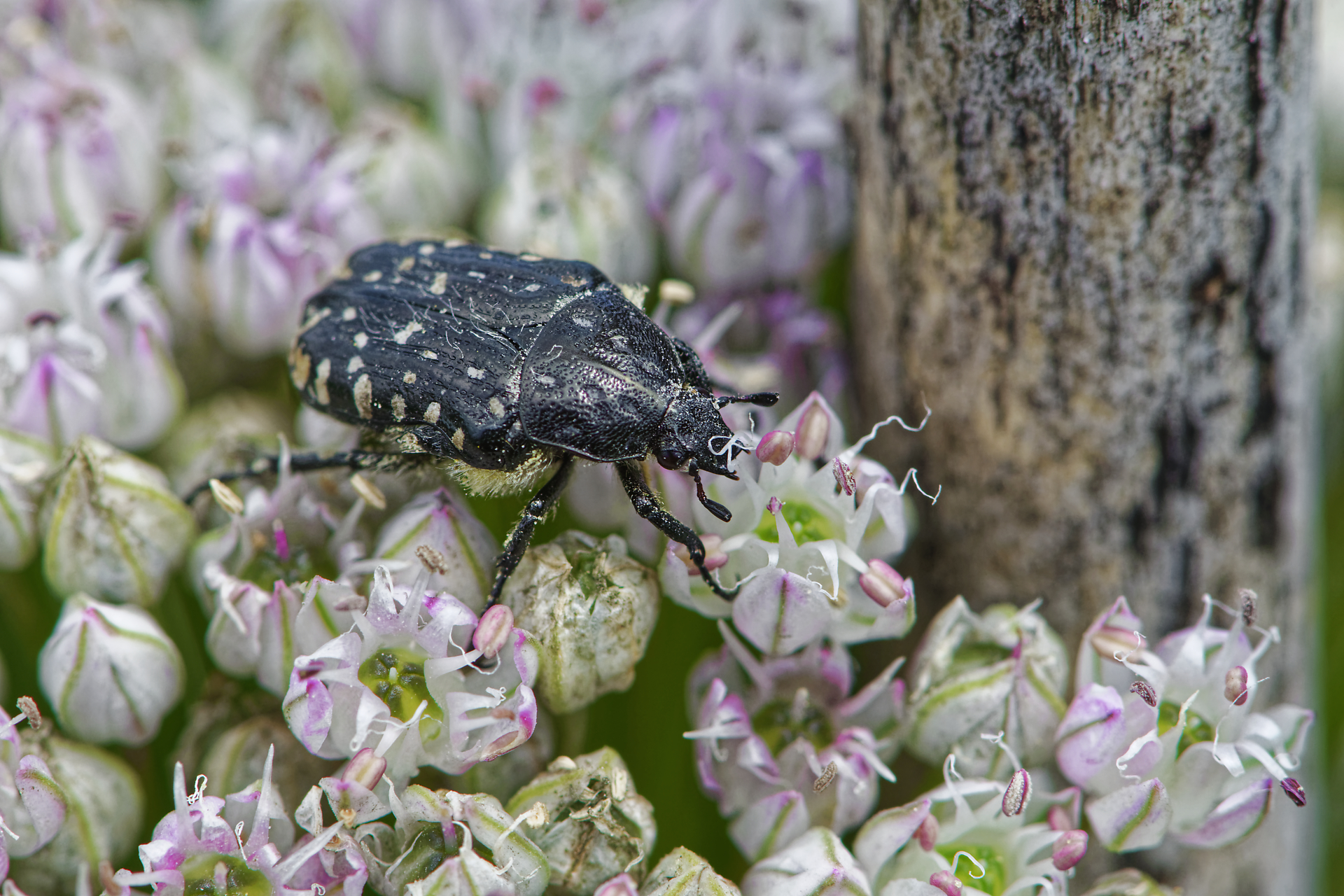Cétoine grise butinant