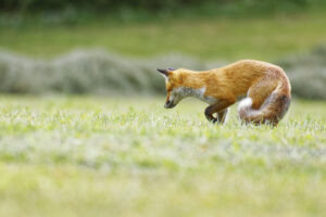 Renard, proie repérée !