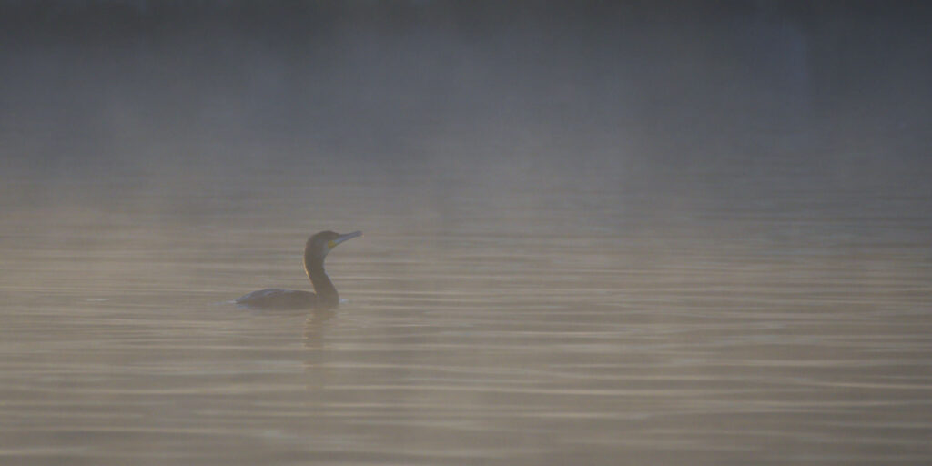 Cormoran dans la brume du matin
