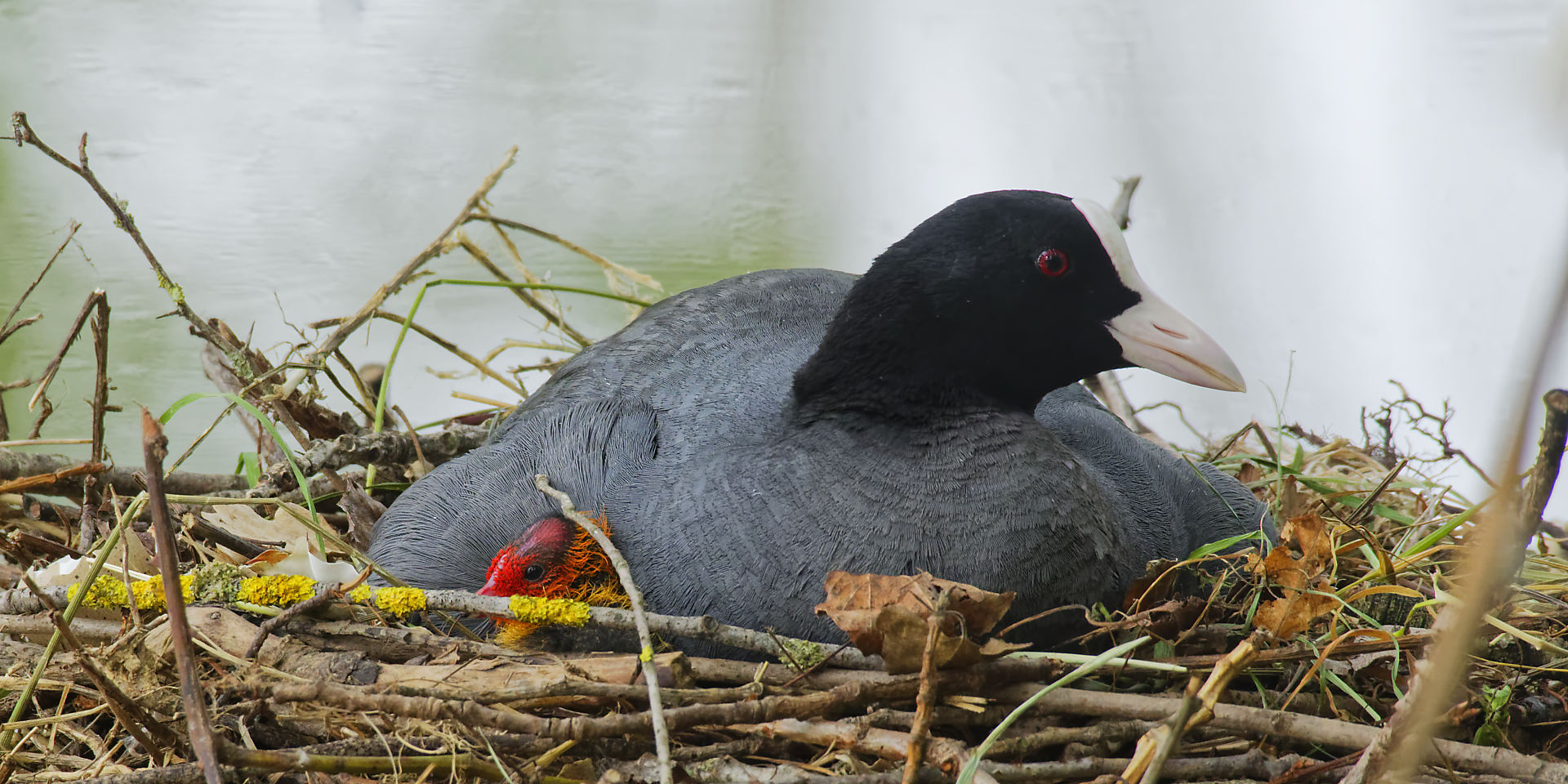 Foulque macroule, en rouge et noir