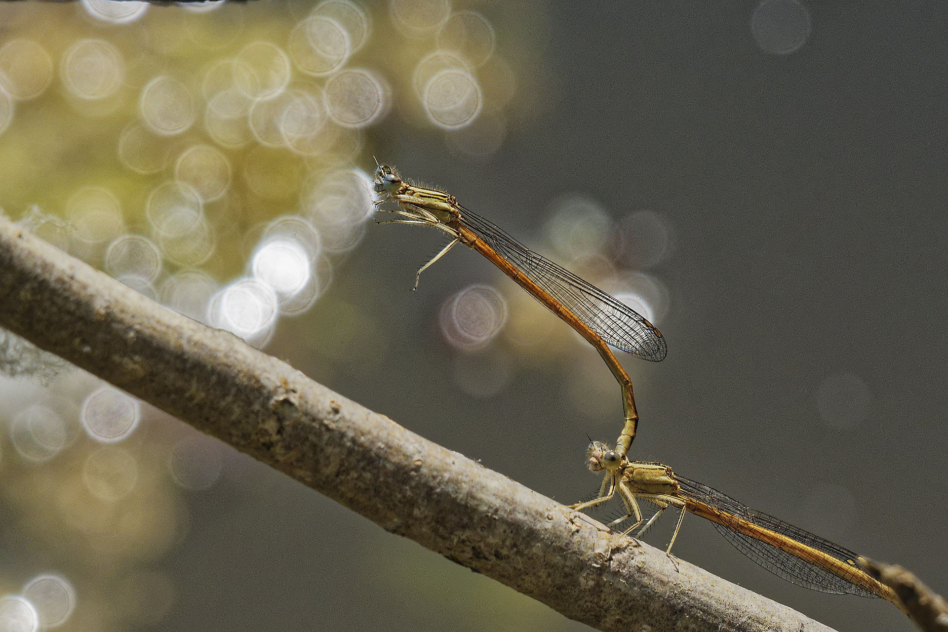 Demoiselles, couple au septième ciel