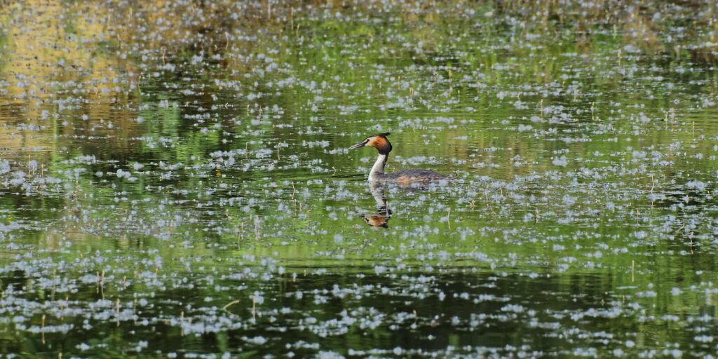 GRÈBE HUPPE – L’ÉLÉGANT PÉCHEUR DES ETANGS